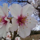 FLOR DE ALMENDRO... FERNANDO LÓPEZ   fOTOGRAFÍAS...