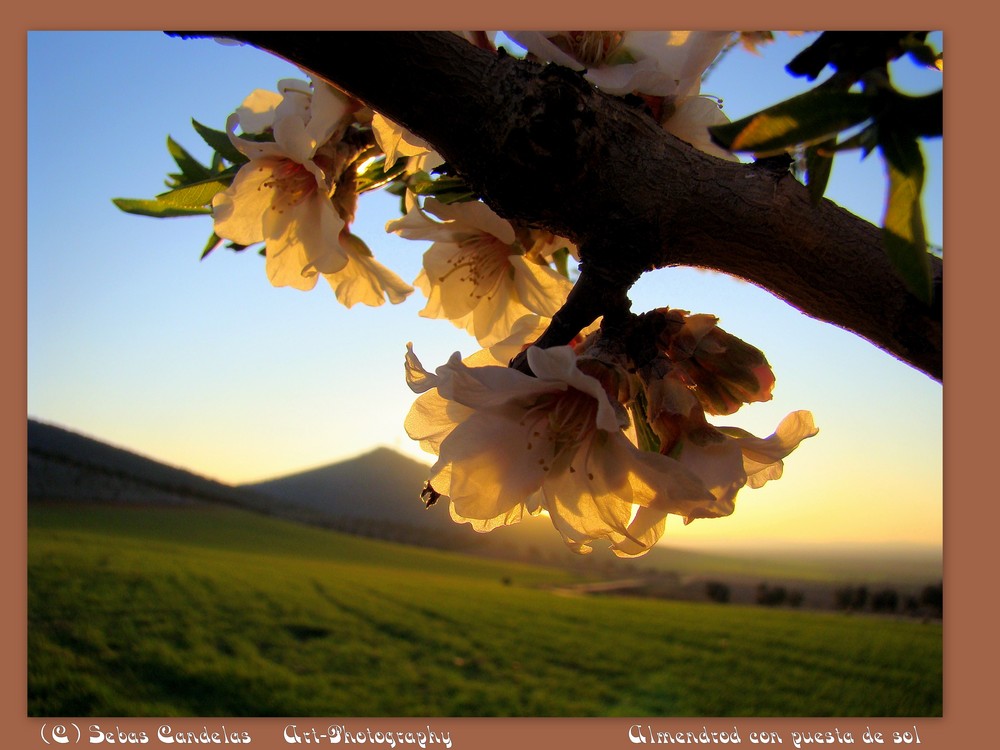 Flor de Almendro magico