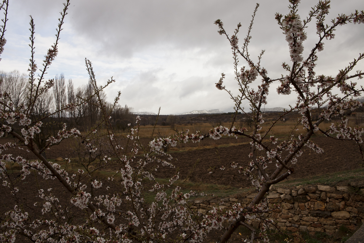 Flor de almendro y nieve