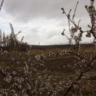 Flor de almendro y nieve