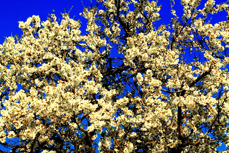 flor de almendros