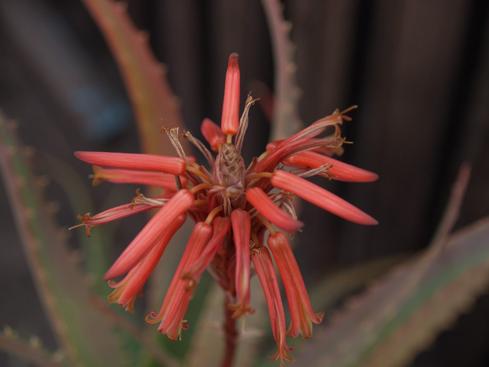 Flor de Aloe