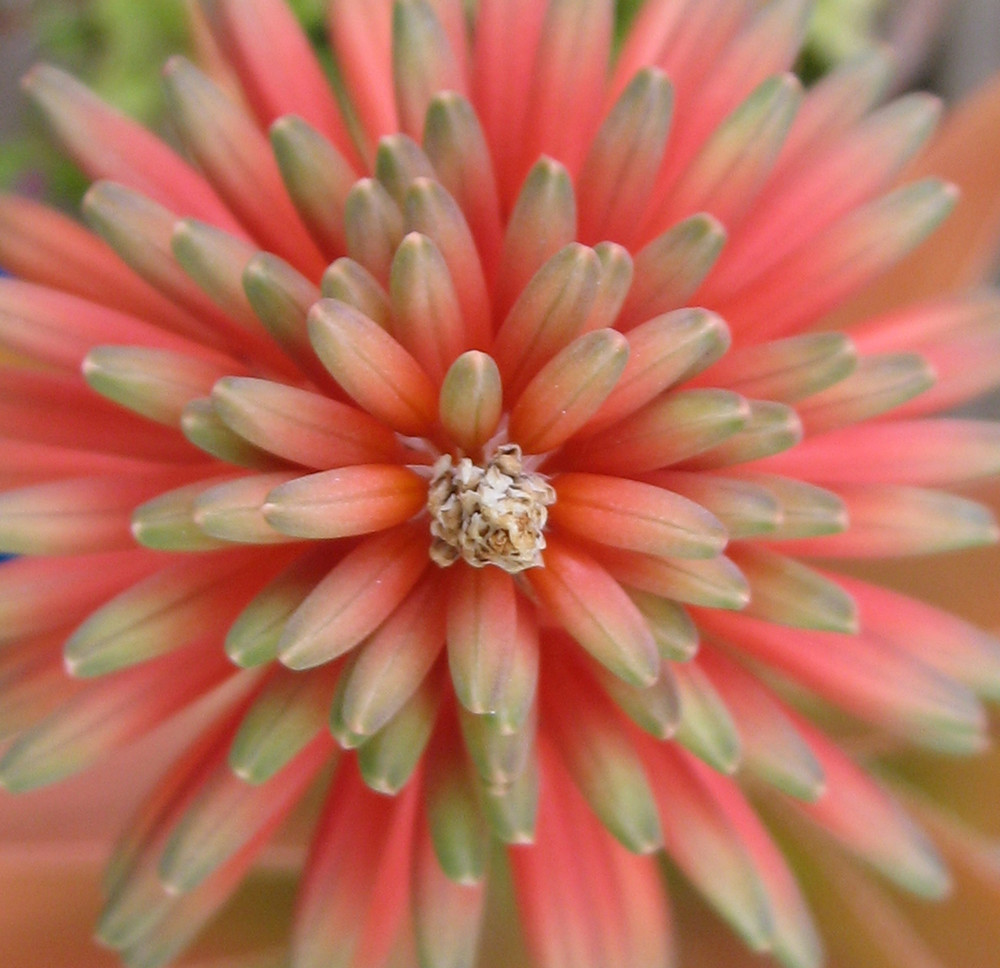 Flor de Aloe / Flower