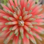 Flor de Aloe / Flower