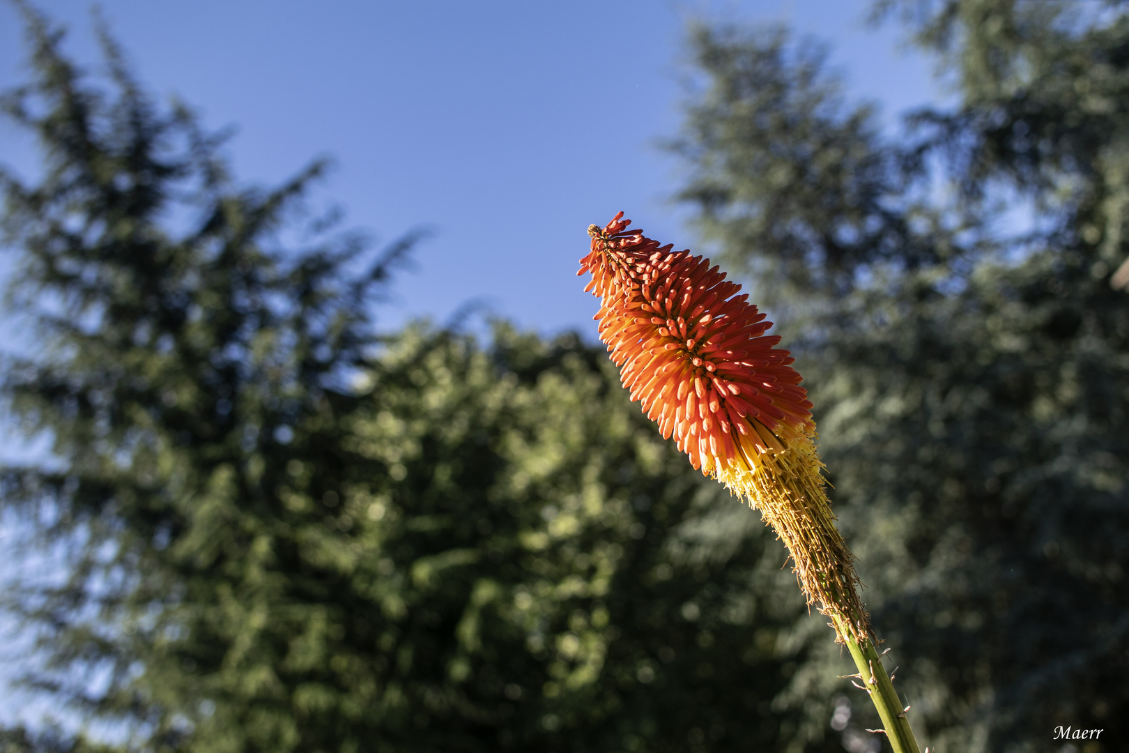 Flor de Aloe Vera