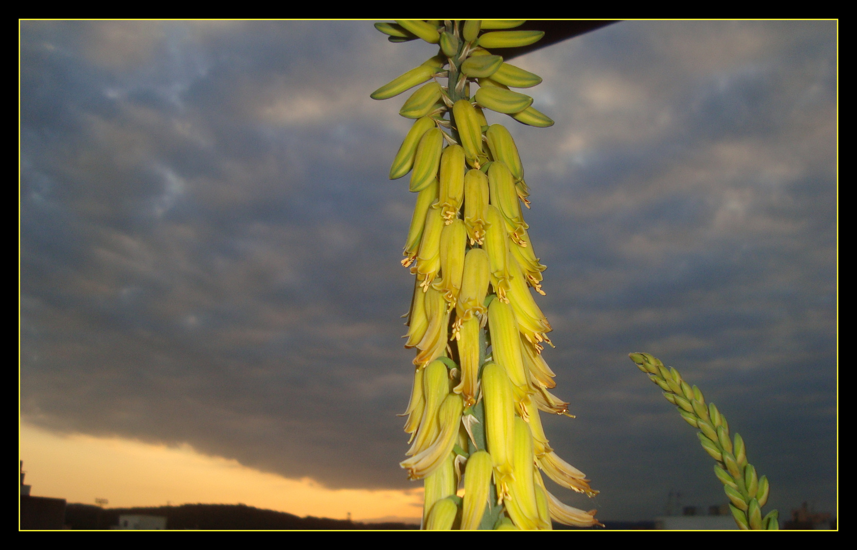 FLOR DE ALOE VERA