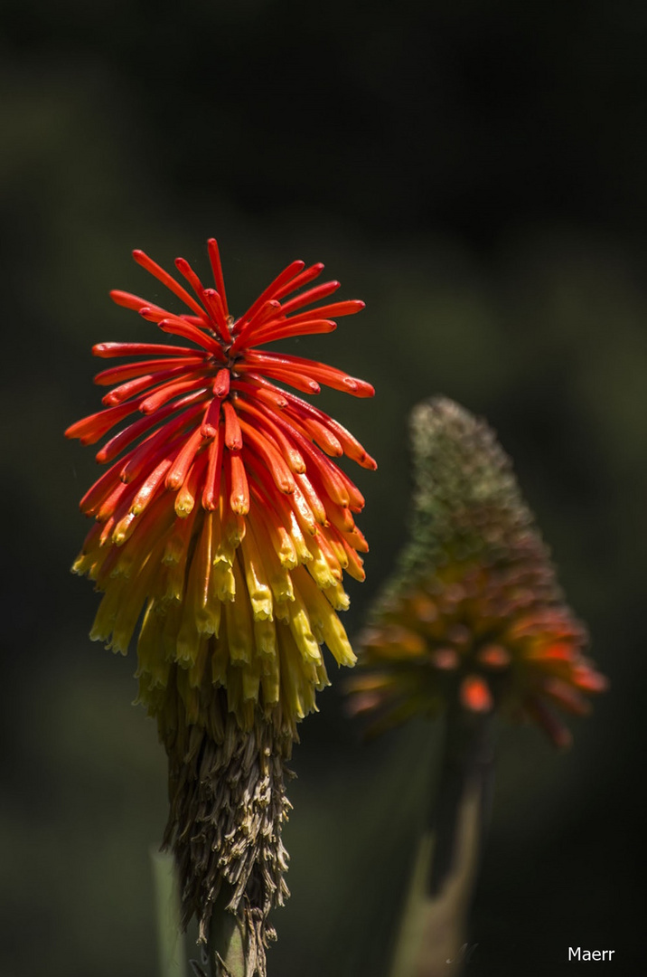 Flor de aloe vera- Blanes