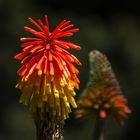 Flor de aloe vera- Blanes