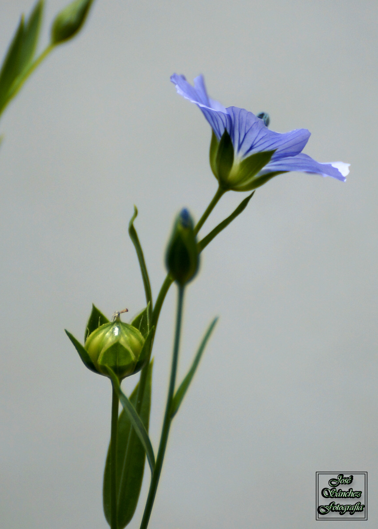 Flor de alpiste