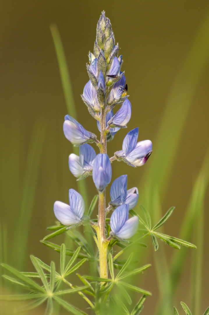 Flor de Altramuz 