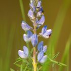 Flor de Altramuz 