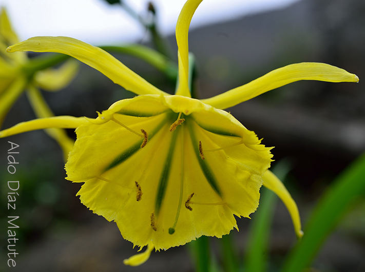 Flor de Amancae 1