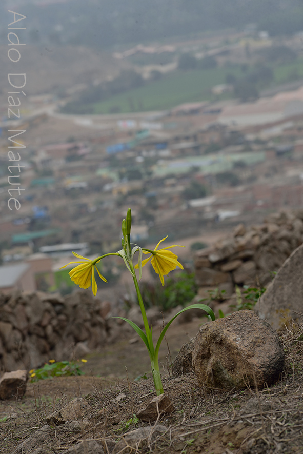 Flor de Amancae