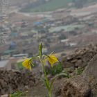 Flor de Amancae