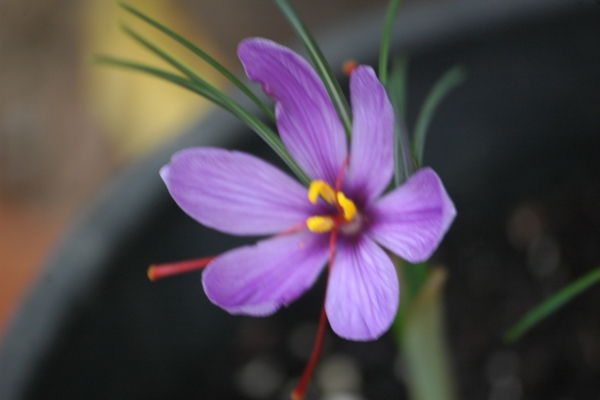 Flor de Azafran