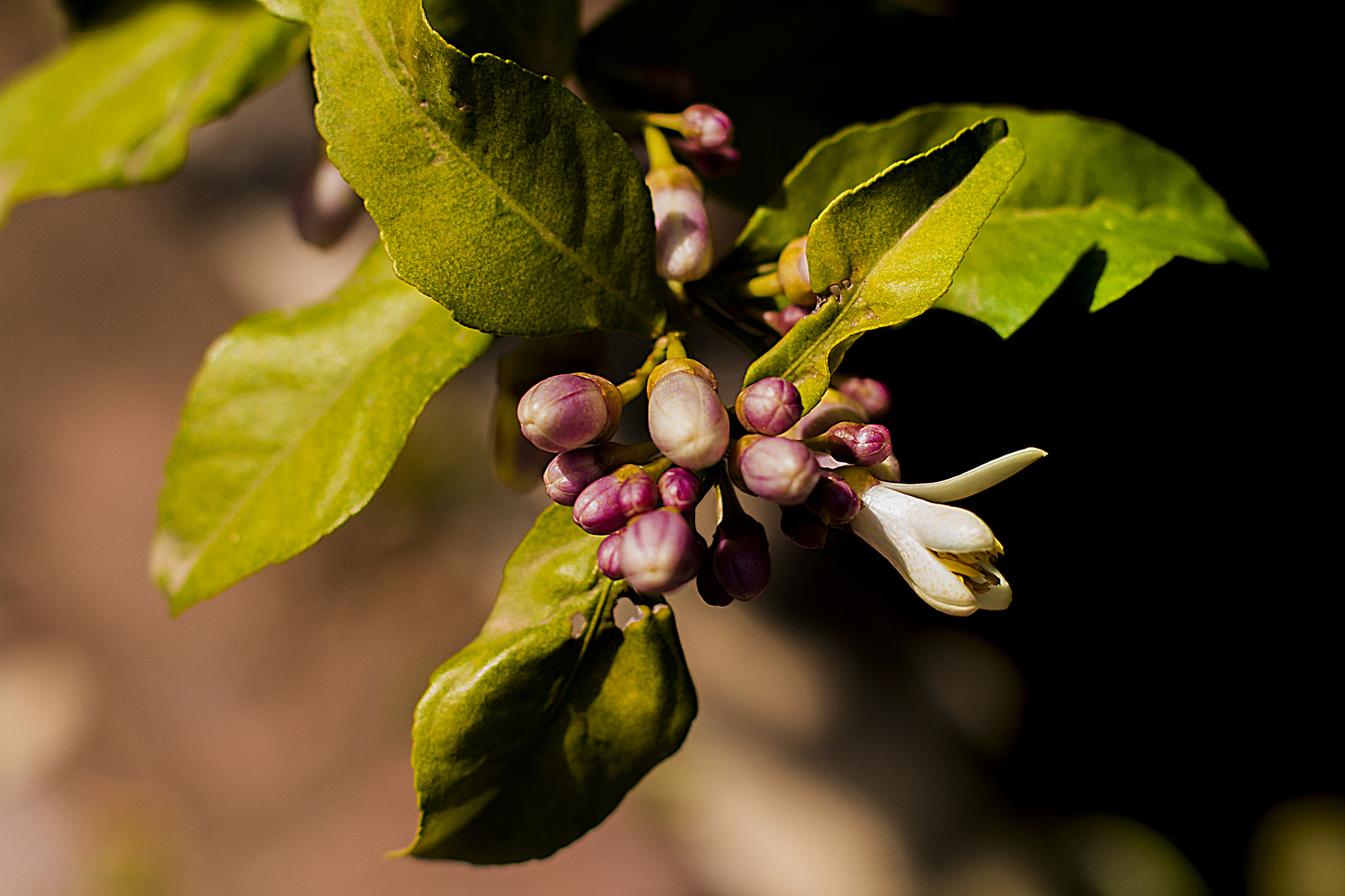 Flor de Azahar