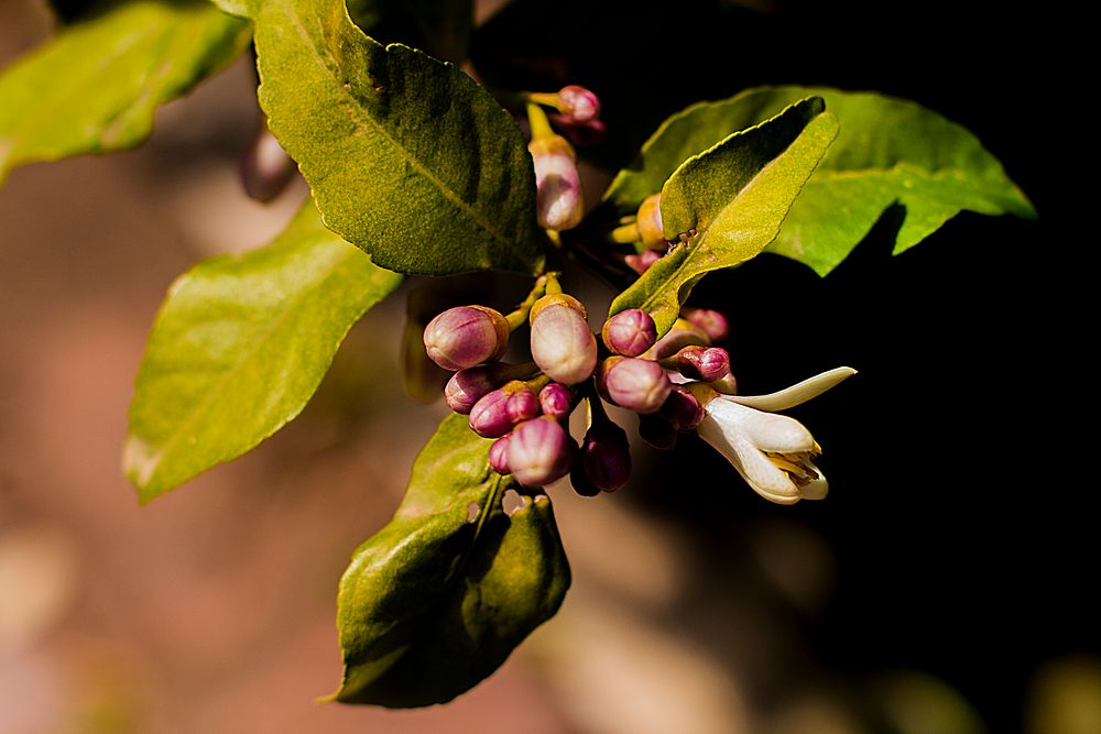 Flor de Azahar