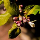 Flor de Azahar