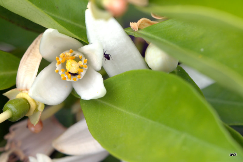 flor de azahár