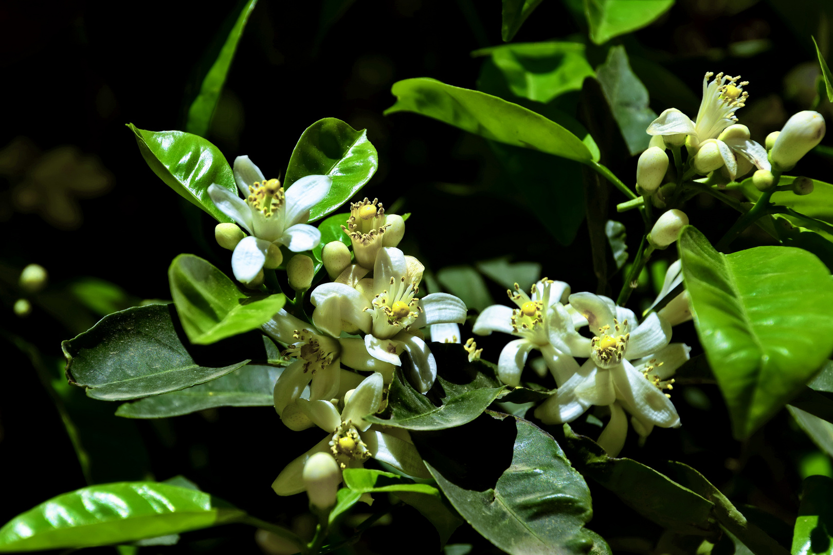 Flor de Azahar - Orangenblüten