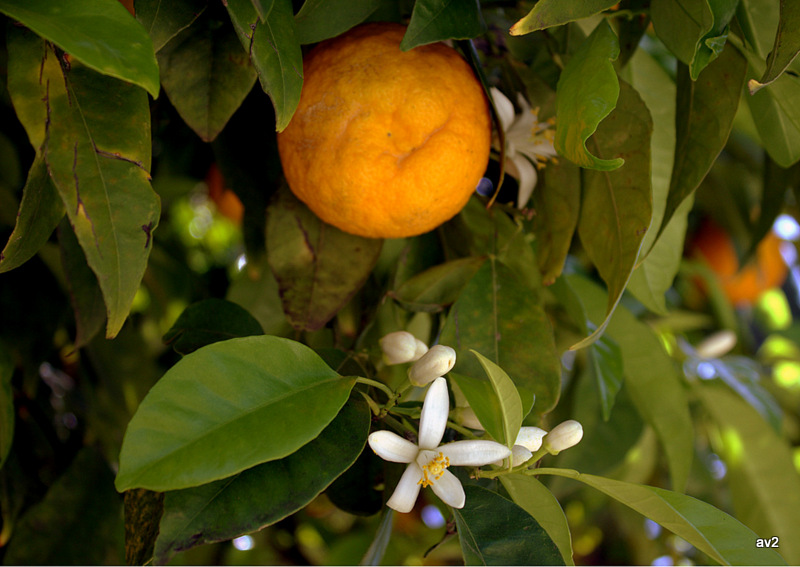 flor de azahar y naranja