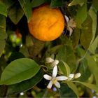 flor de azahar y naranja