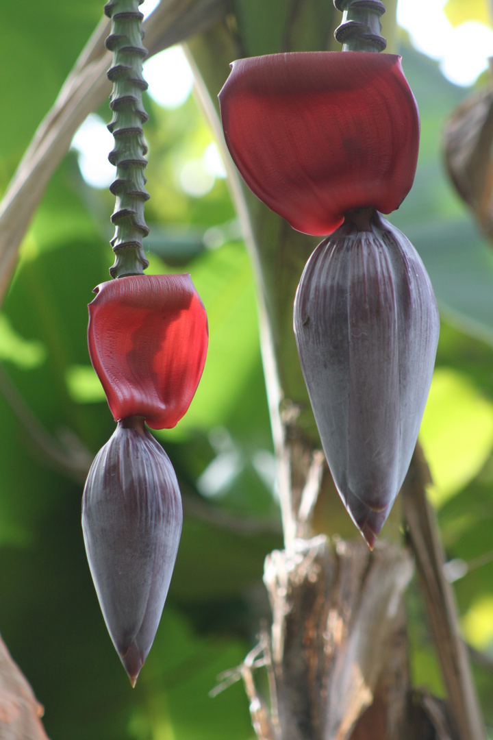 Flor de Banano