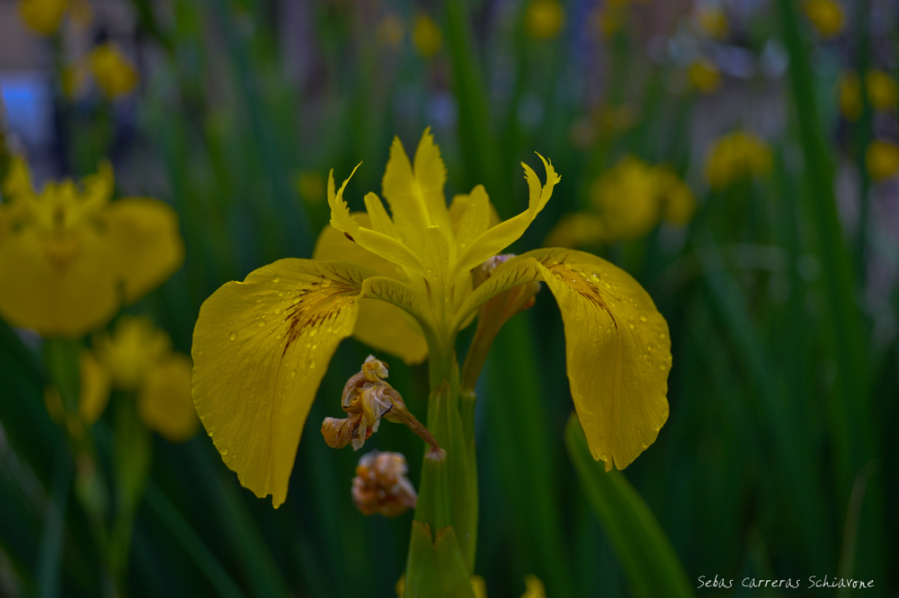 FLOR DE BARSA