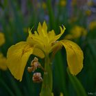 FLOR DE BARSA