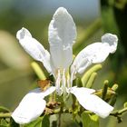 Flor de Bauhinia (Pezuña de vaca)