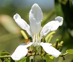 Flor de Bauhinia (Pezuña de vaca)