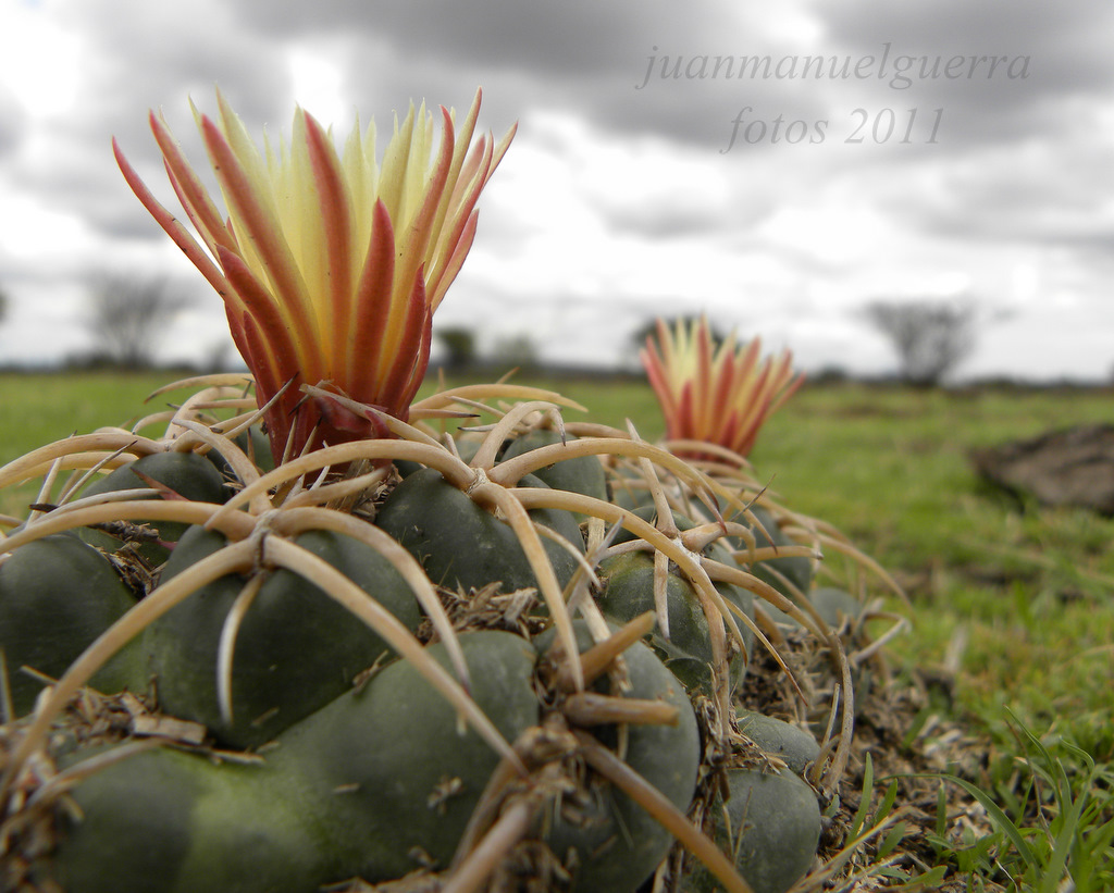 Flor de Bisnaga