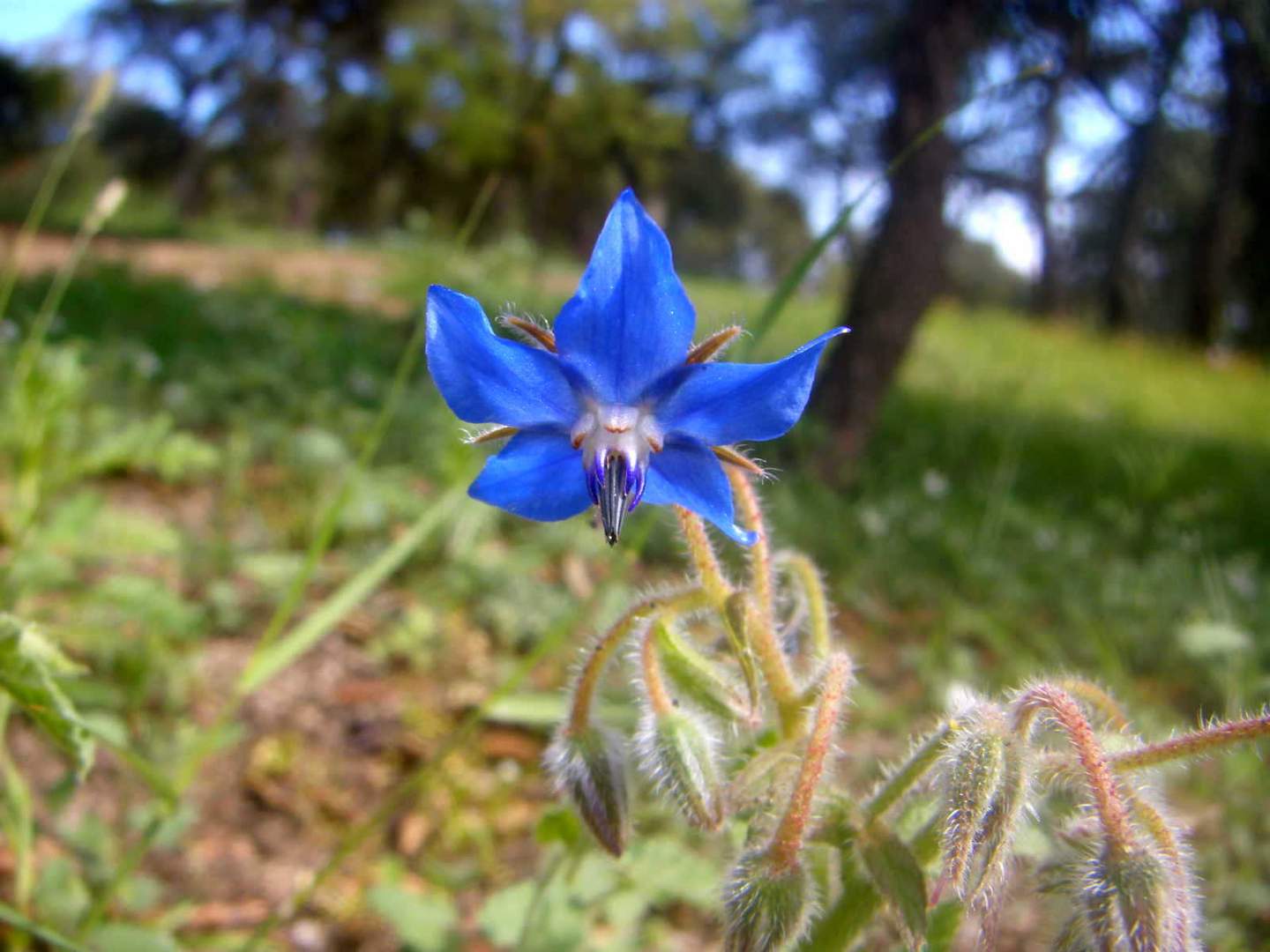 FLOR DE BOSQUE