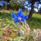 FLOR DE BOSQUE