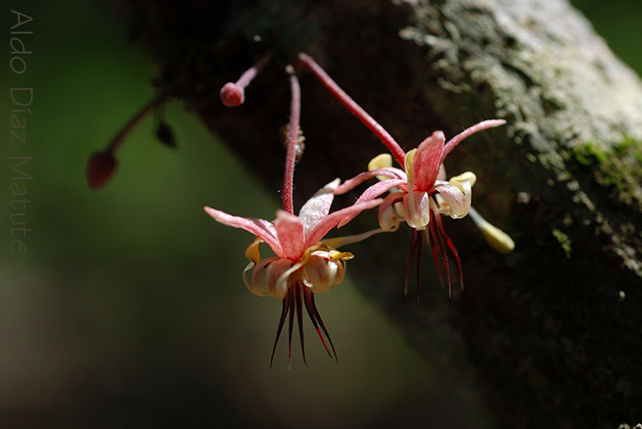 Flor de Cacao