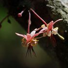 Flor de Cacao