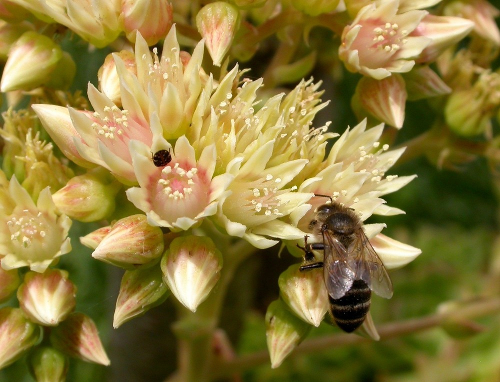 Flor de cacto