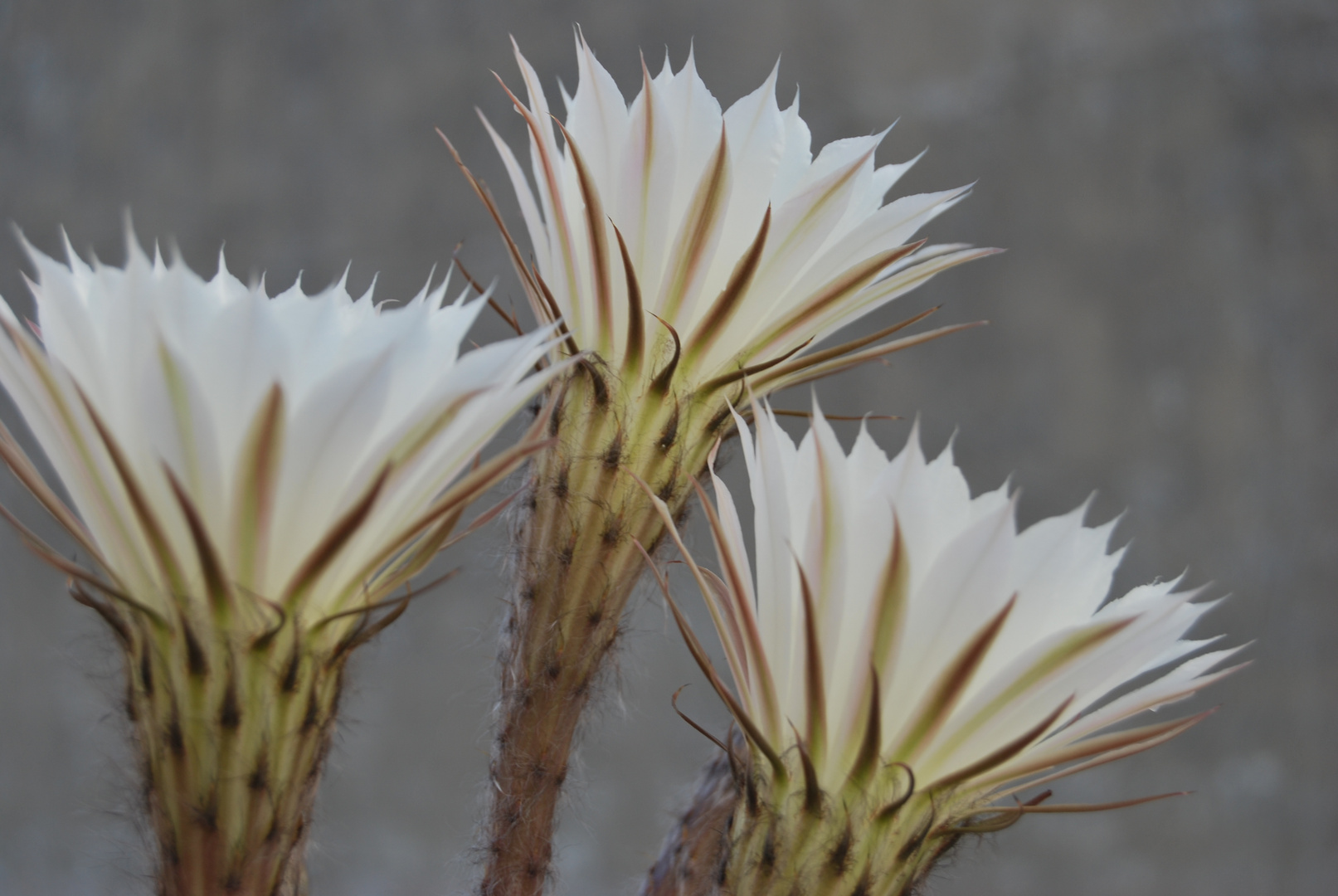 flor de cactu