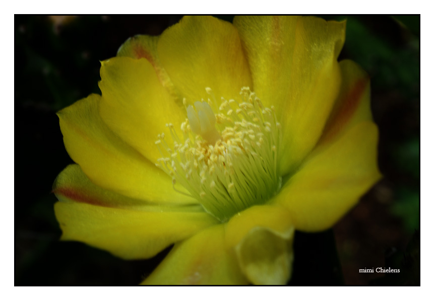 flor de cactus 1