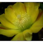 flor de cactus 1