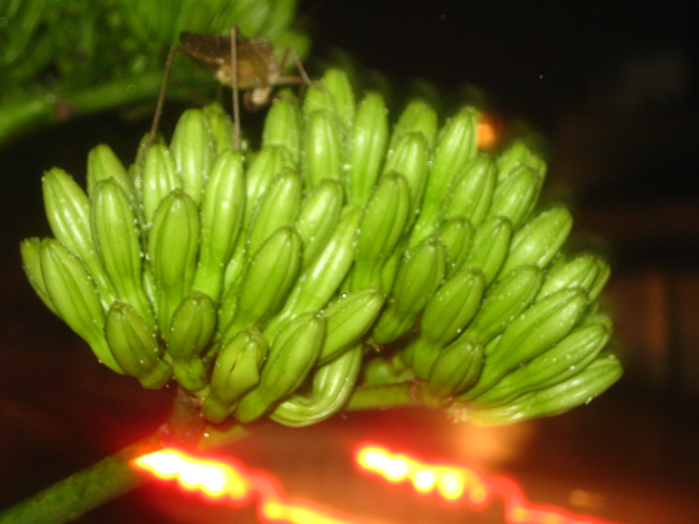 flor de cactus