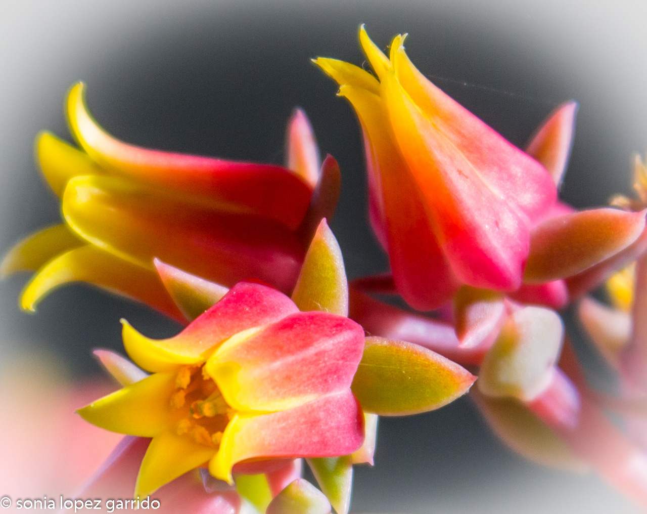 Flor de Cactus