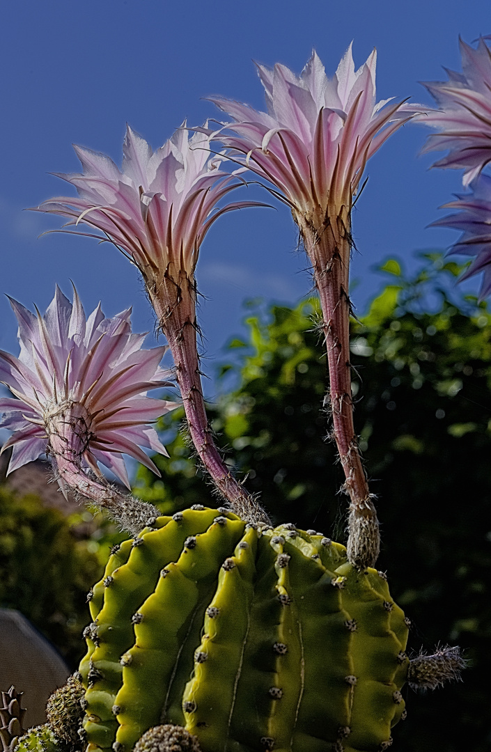 Flor de Cactus