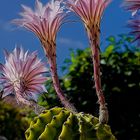 Flor de Cactus