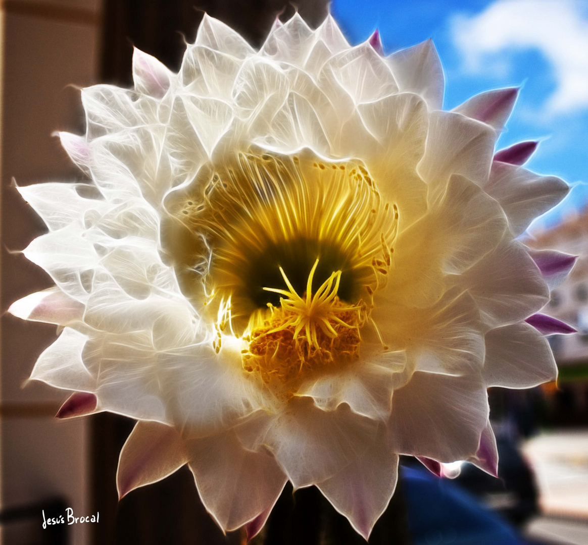 Flor de cactus (4)