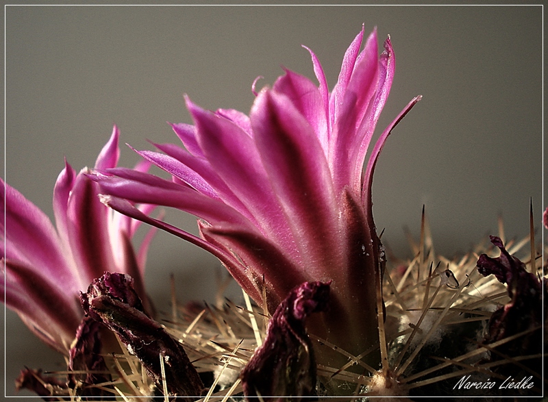 Flor de Cactus