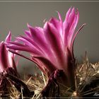 Flor de Cactus