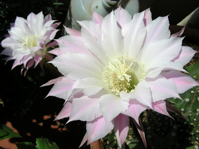 Flor de cactus