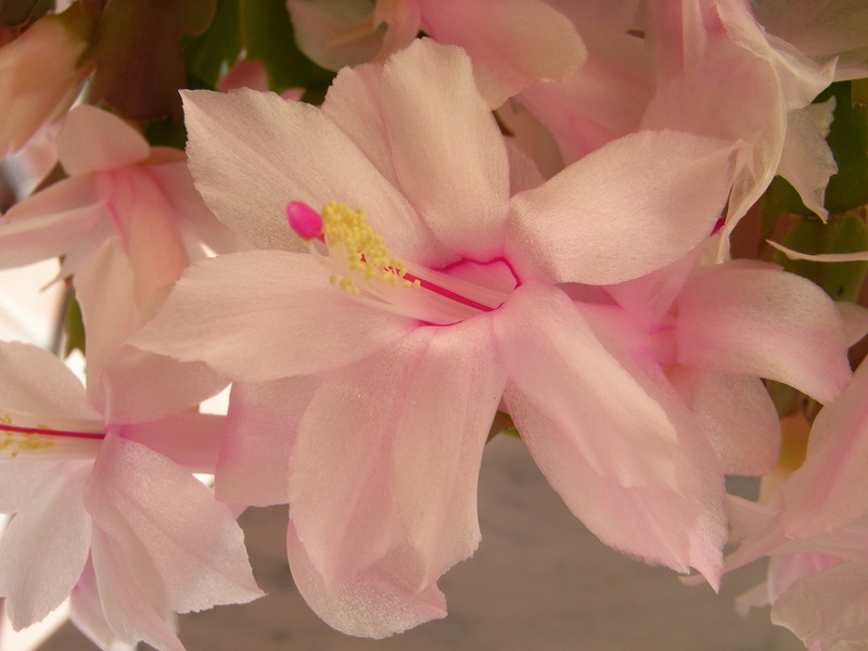 Flor de cactus