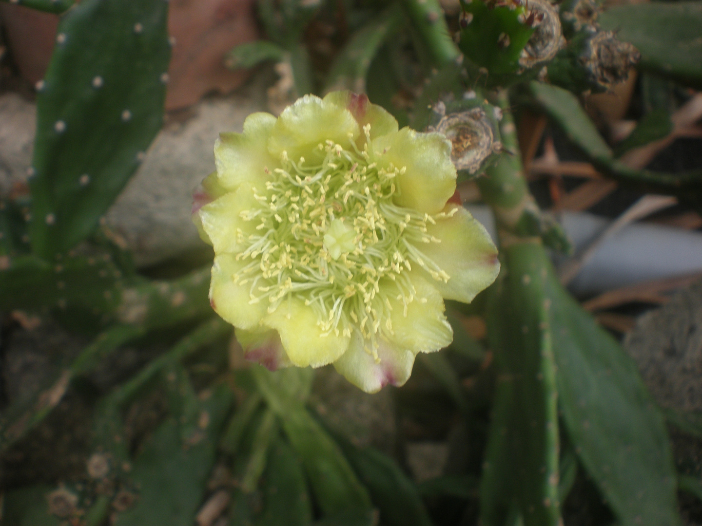 Flor de cactus amarilla.